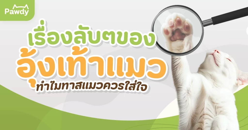 เรื่องลับ ๆ ของอุ้งเท้าแมว ทำไมทาสแมวควรใส่ใจ?