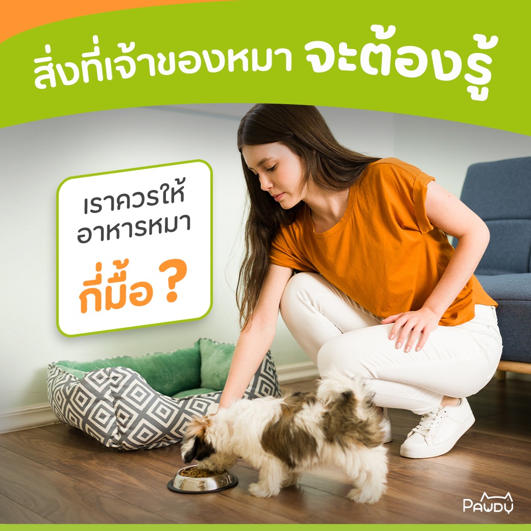 สิ่งที่เจ้าของหมาจะต้องรู้ …เราควรให้อาหารหมากี่มื้อ?