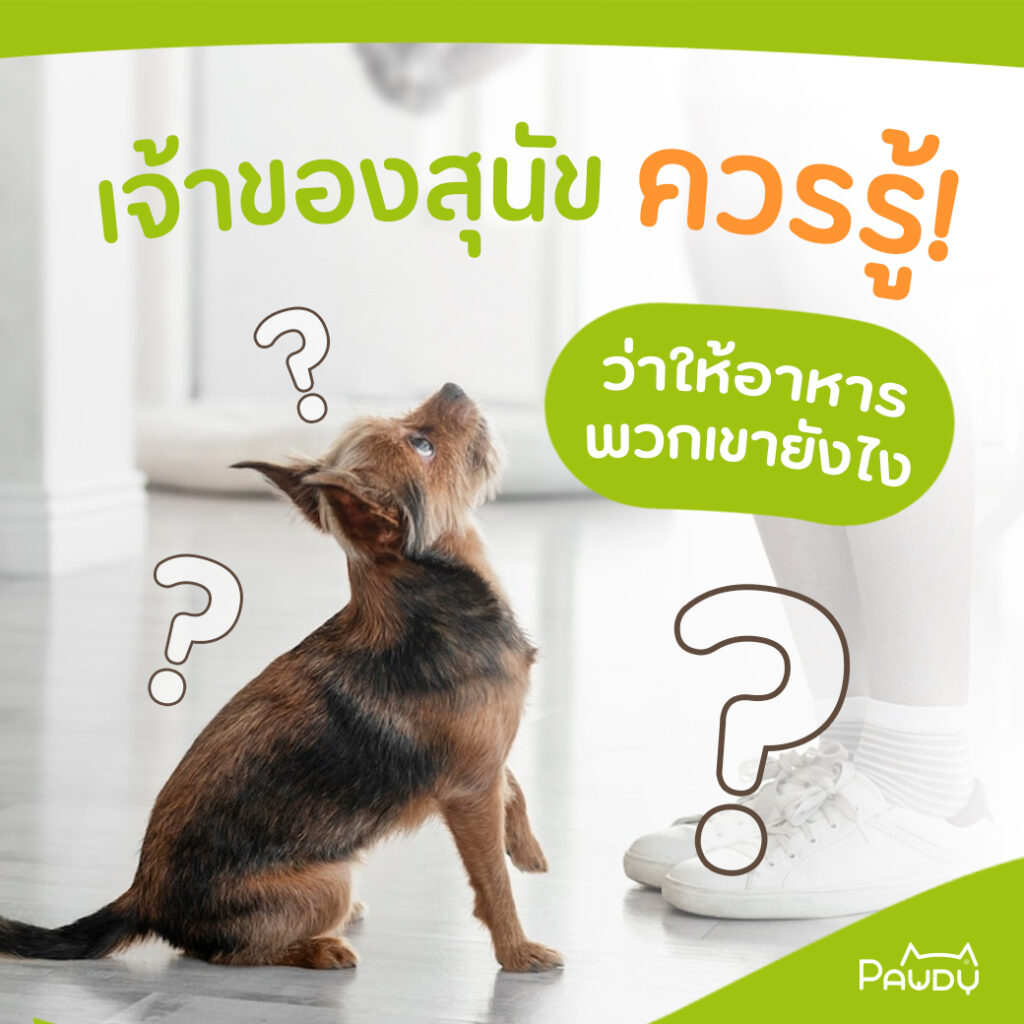 เจ้าของสุนัขควรรู้ ว่าให้อาหารพวกเค้ายังไง?