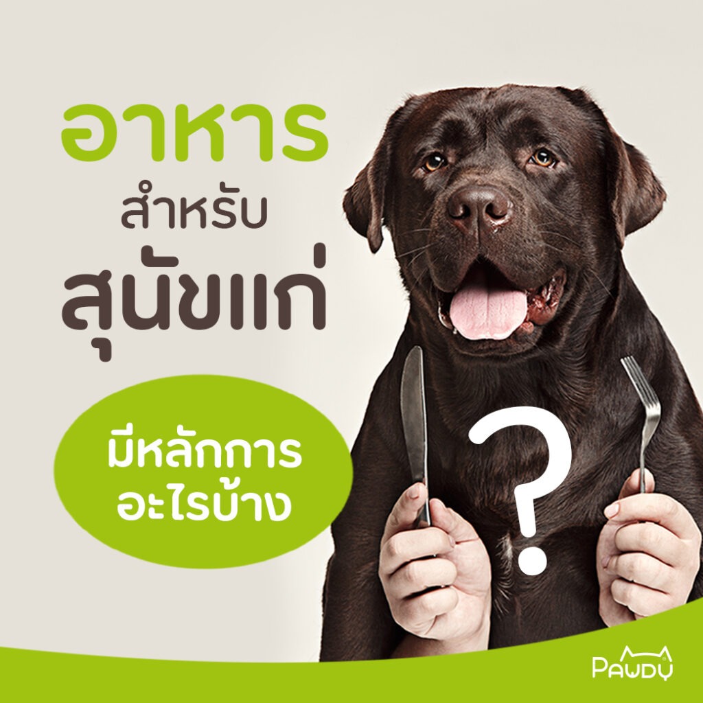 อาหารสำหรับสุนัขแก่ มีหลักการอะไรบ้าง?