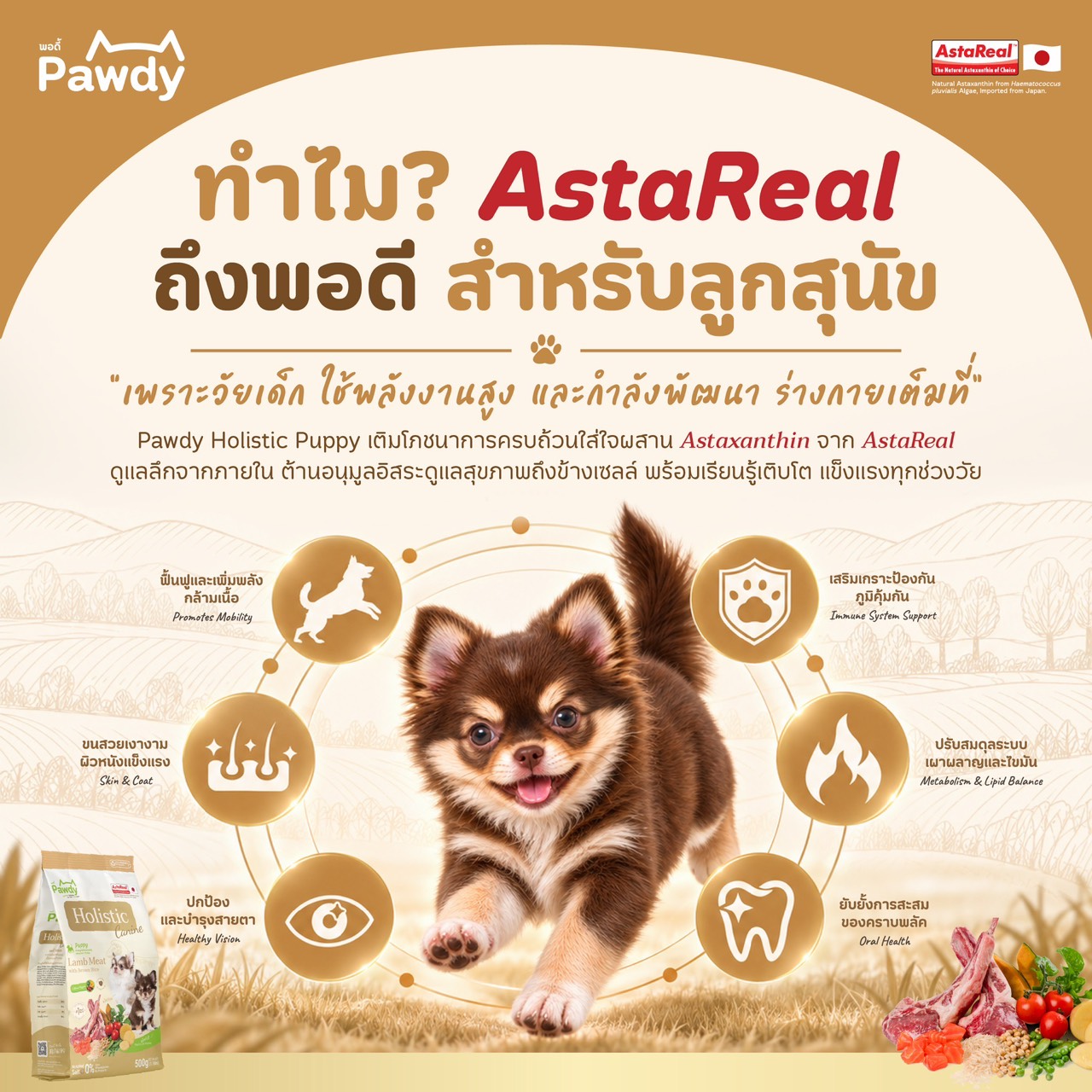 Pawdy อาหารลูกสุนัขเกรดโฮลิสติก ใส่ Astaxanthin AstaReal™ สูตรเนื้อแกะและข้าวกล้อง อายุ 2 เดือน–1 ปี - Image 4