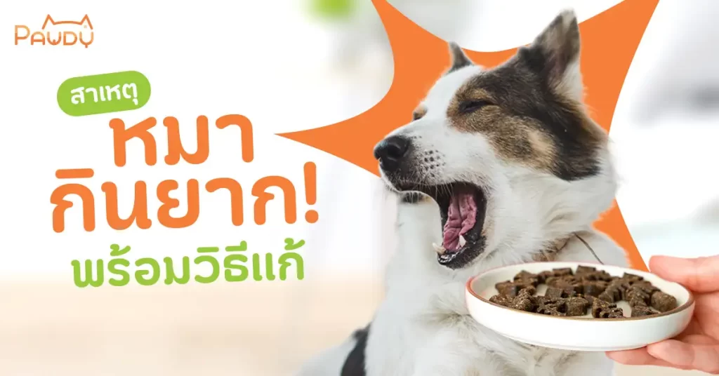 น้องหมากินยาก เกิดจากอะไร? รวมวิธีแก้ปัญหาสุนัขกินยากให้กินเก่ง