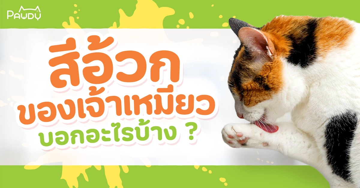 ทาสแมวต้องรู้ แมวอ้วกเกิดจากอะไร บอกอะไรได้บ้าง ?