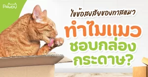 ไขข้อสงสัยของทาสแมว ทำไมแมวชอบกล่องกระดาษ ?