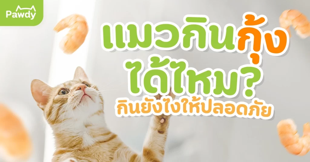 แมวกินกุ้งได้ไหม? กินยังไงให้ปลอดภัย และได้ประโยชน์