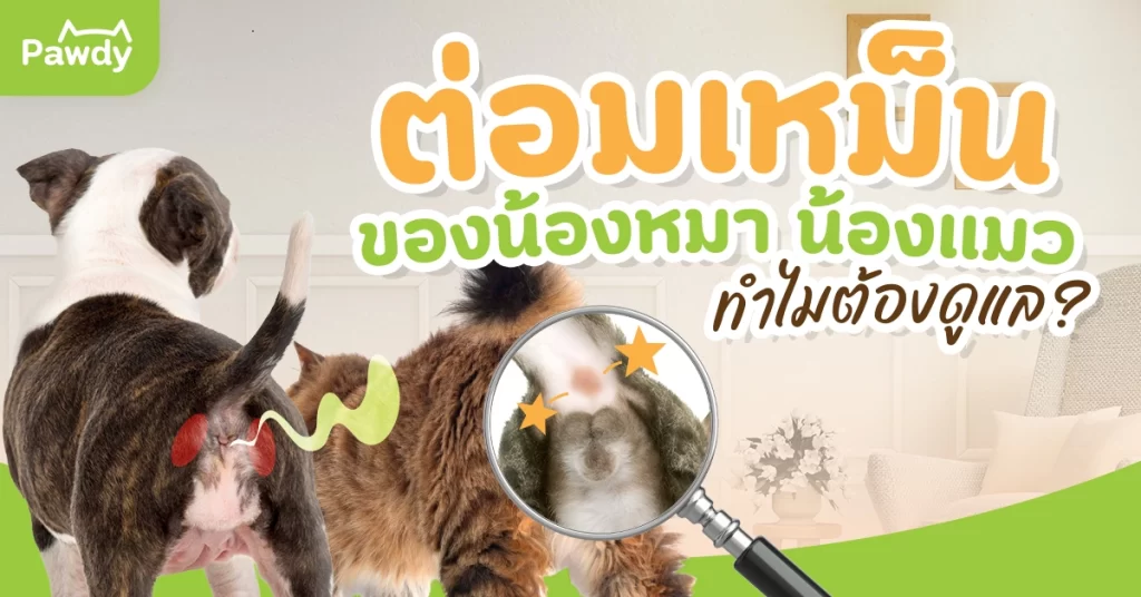ต่อมเหม็นของน้องหมา น้องแมวคืออะไร ทำไมต้องดูแล ?