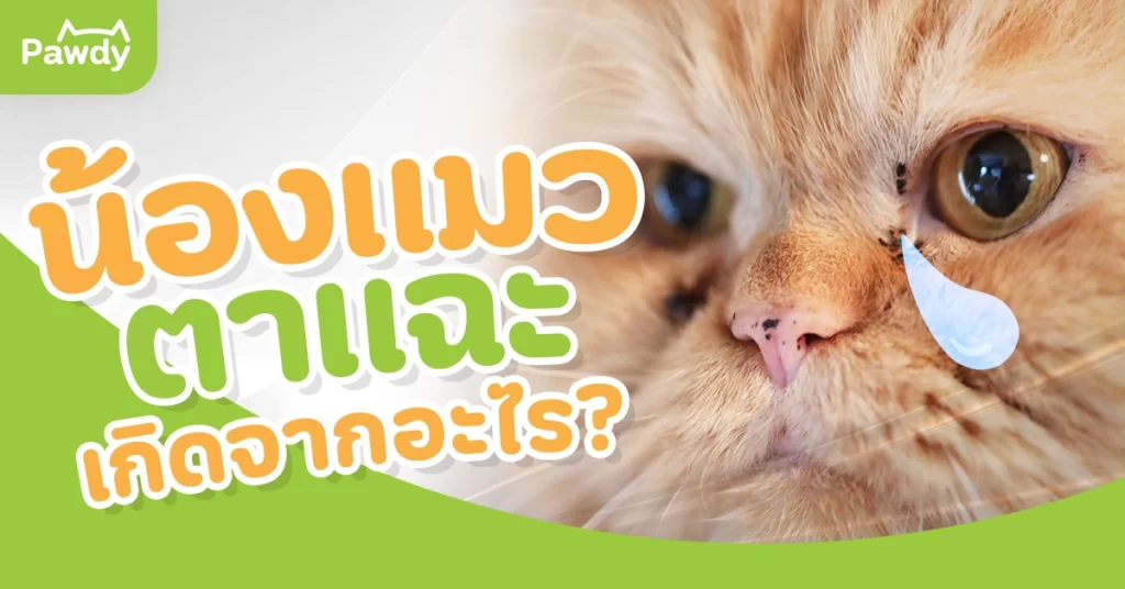 น้องแมวตาแฉะเกิดจากอะไร ? ดูแล และป้องกันได้อย่างไร