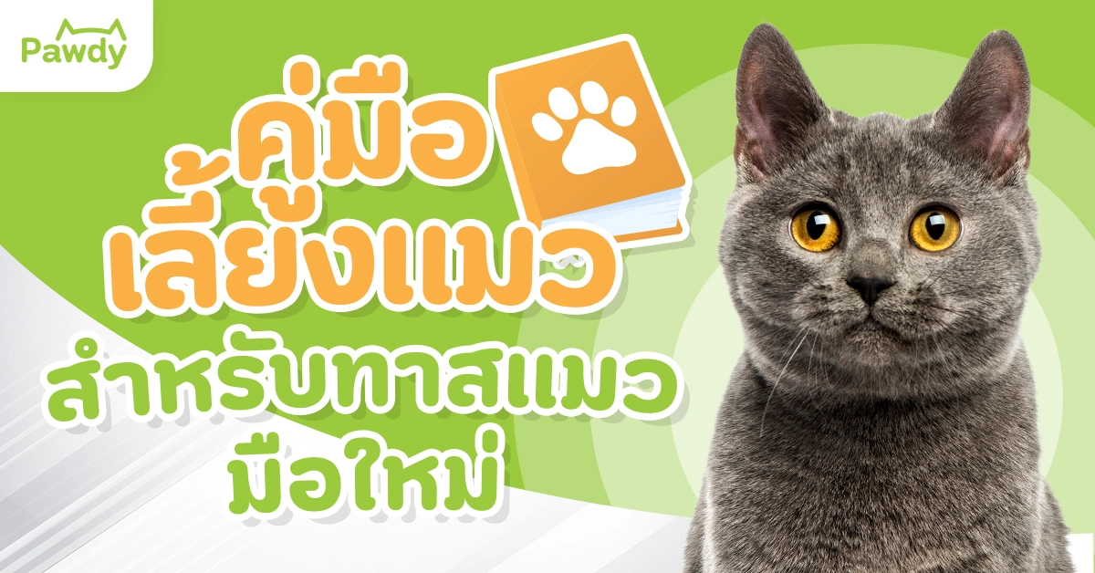 คู่มือเลี้ยงแมว สำหรับทาสแมวมือใหม่ เริ่มต้นเลี้ยงแมวต้องรู้อะไรบ้าง?