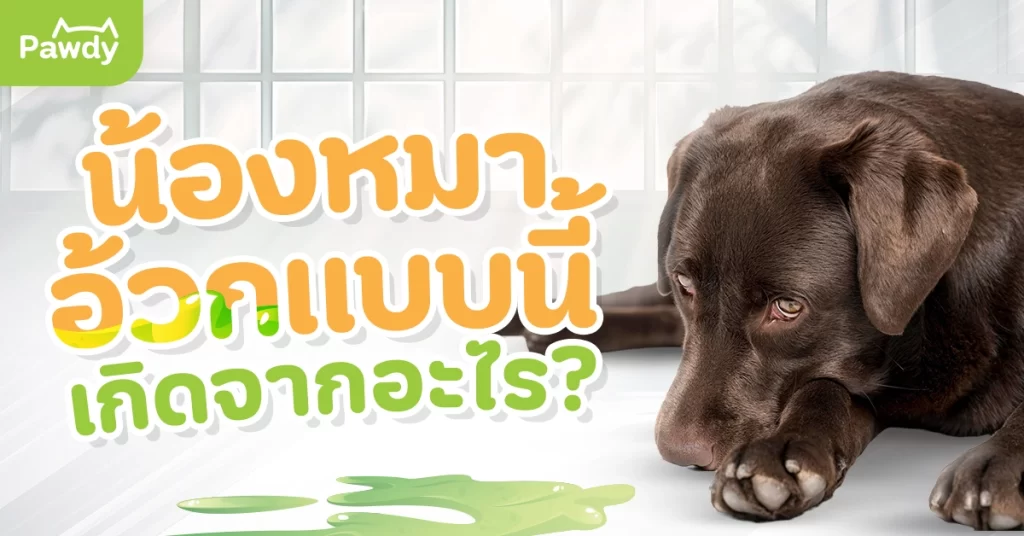 น้องหมาอ้วกแบบนี้ เกิดจากอะไร? เช็กสาเหตุ พร้อมวิธีดูแล และป้องกัน