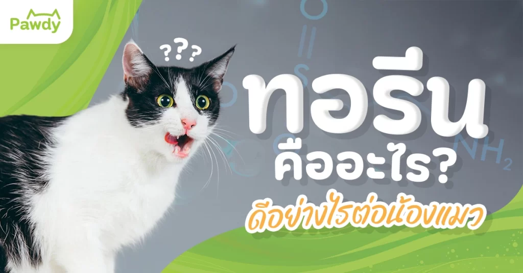 ทอรีนคืออะไร ดีอย่างไรต่อน้องแมว