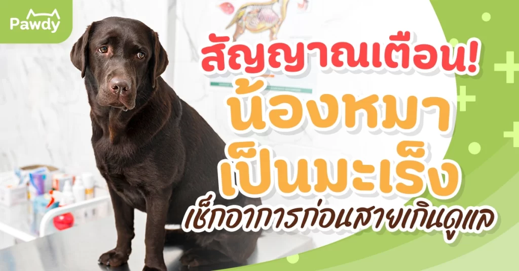 สัญญาณเตือน! น้องหมาเป็นมะเร็ง เช็กอาการก่อนสายเกินดูแล