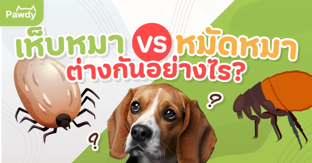 เห็บหมา vs หมัดหมา ต่างกันอย่างไร? พร้อมวิธีป้องกันที่ถูกต้อง