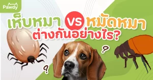 เห็บหมา vs หมัดหมา ต่างกันอย่างไร? พร้อมวิธีป้องกันที่ถูกต้อง