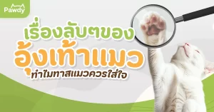 เรื่องลับ ๆ ของอุ้งเท้าแมว ทำไมทาสแมวควรใส่ใจ?