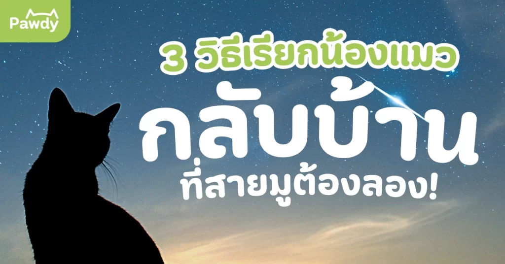 3 วิธีเรียกน้องแมวกลับบ้าน ที่สายมูต้องลอง!